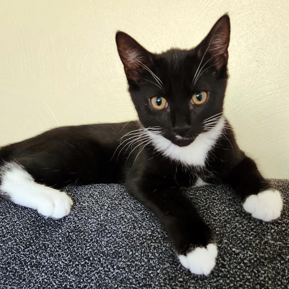 Livvy, ADOPTABLE, Kitten Female Domestic Short Hair.