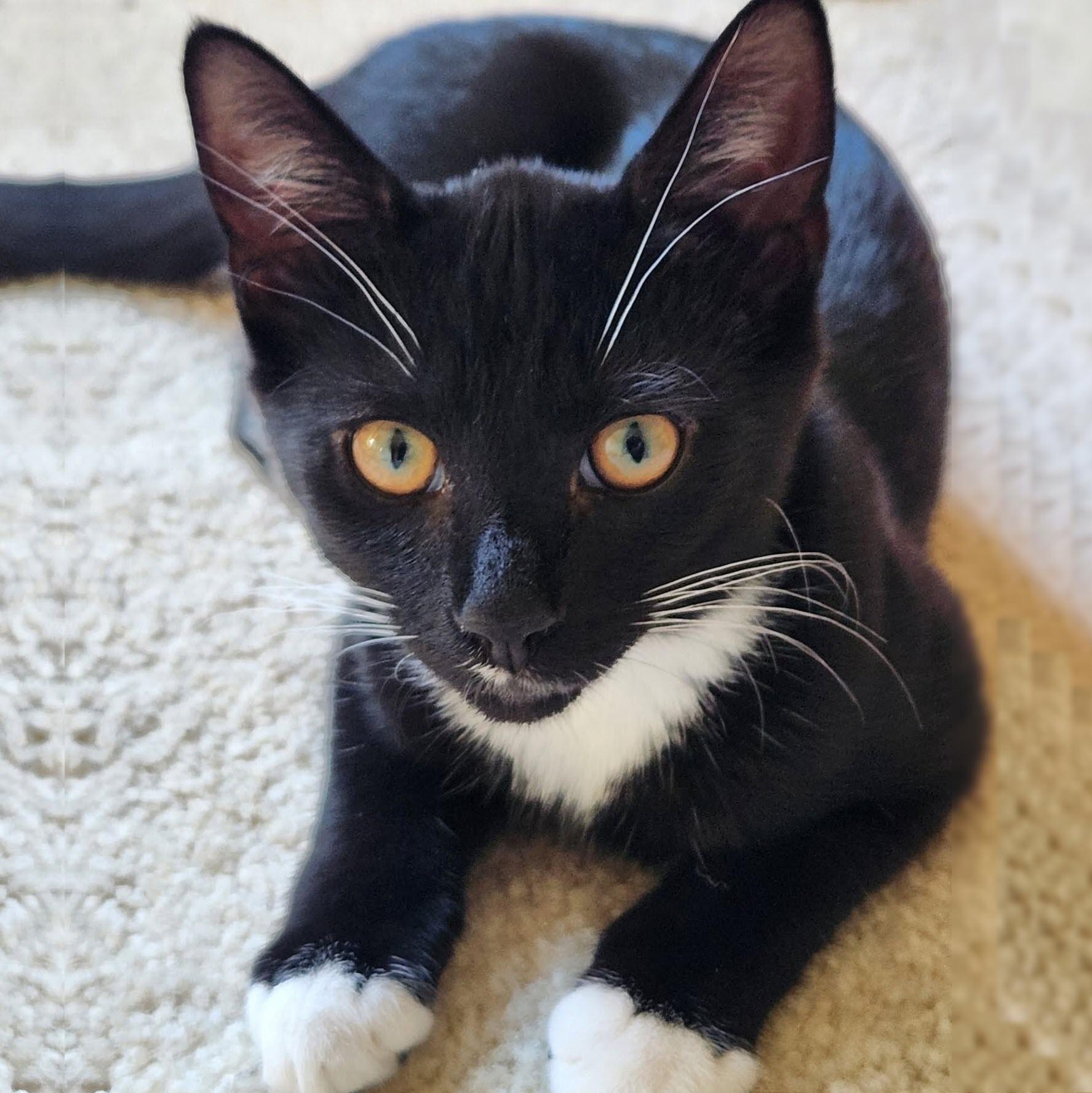 Enlarge Livvy, a ADOPTABLE Domestic Short Hair in Pittsburgh, PA image 2/5