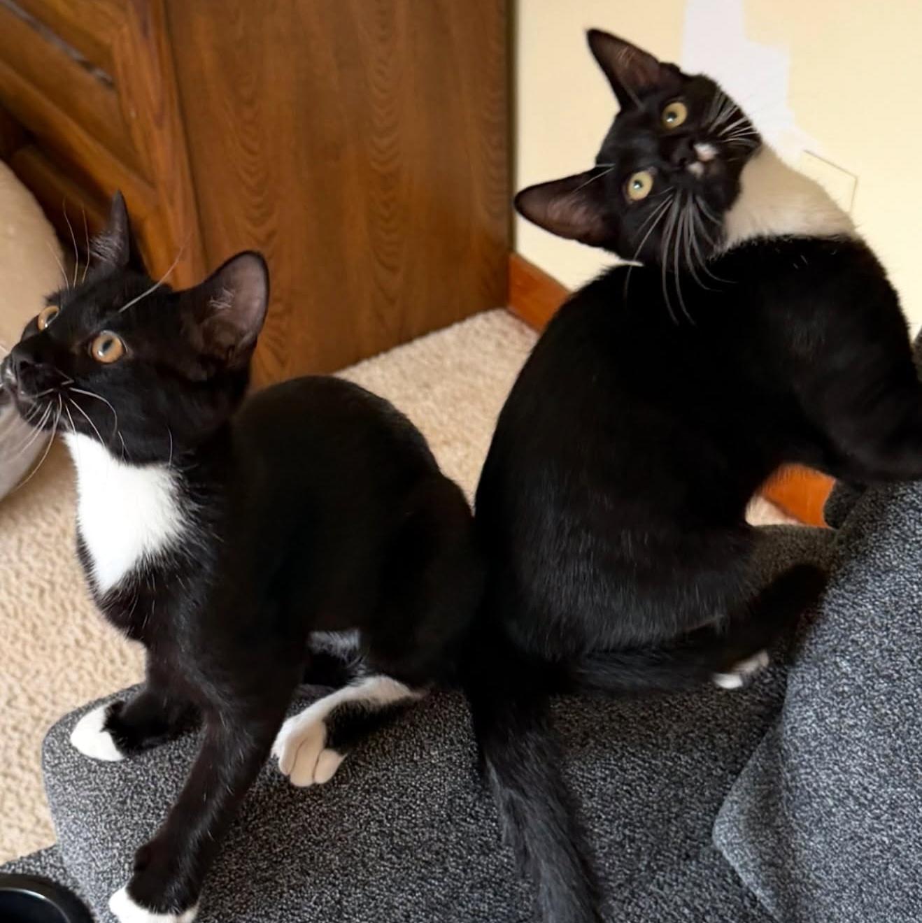 Enlarge Livvy, a ADOPTABLE Domestic Short Hair in Pittsburgh, PA image 3/5