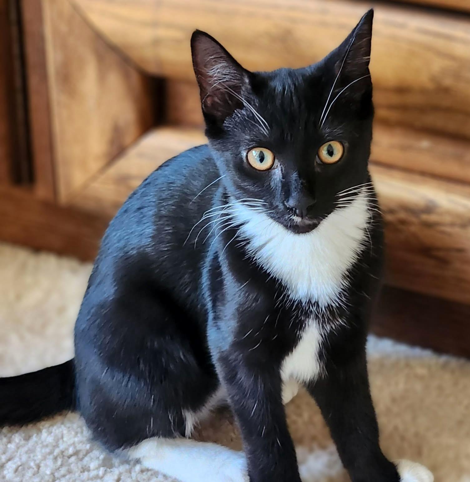 Enlarge Livvy, a ADOPTABLE Domestic Short Hair in Pittsburgh, PA image 4/5