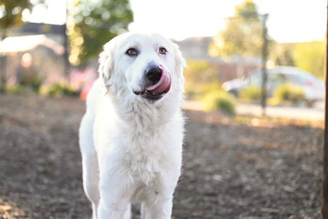 MAYA, Adoptable, Young Female Great Pyrenees & Mixed Breed.