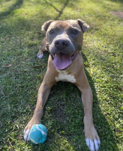 Bill Furry, Adoptable, Adult Male Mixed Breed & Mixed Breed.