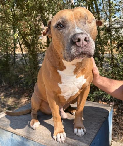 Bill Furry, Adoptable, Adult Male Mixed Breed & Mixed Breed.