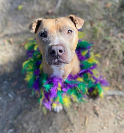 Bill Furry, a Adoptable Mixed Breed in Covington, LA image 1/3