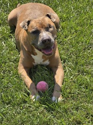 Enlarge Bill Furry, a Adoptable Mixed Breed in Covington, LA image 2/2