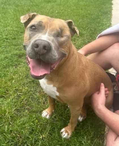 Enlarge Bill Furry, a Adoptable Mixed Breed in Covington, LA image 2/3