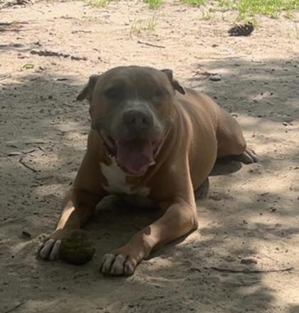 Enlarge Bill Furry, a Adoptable Mixed Breed in Covington, LA image 3/3