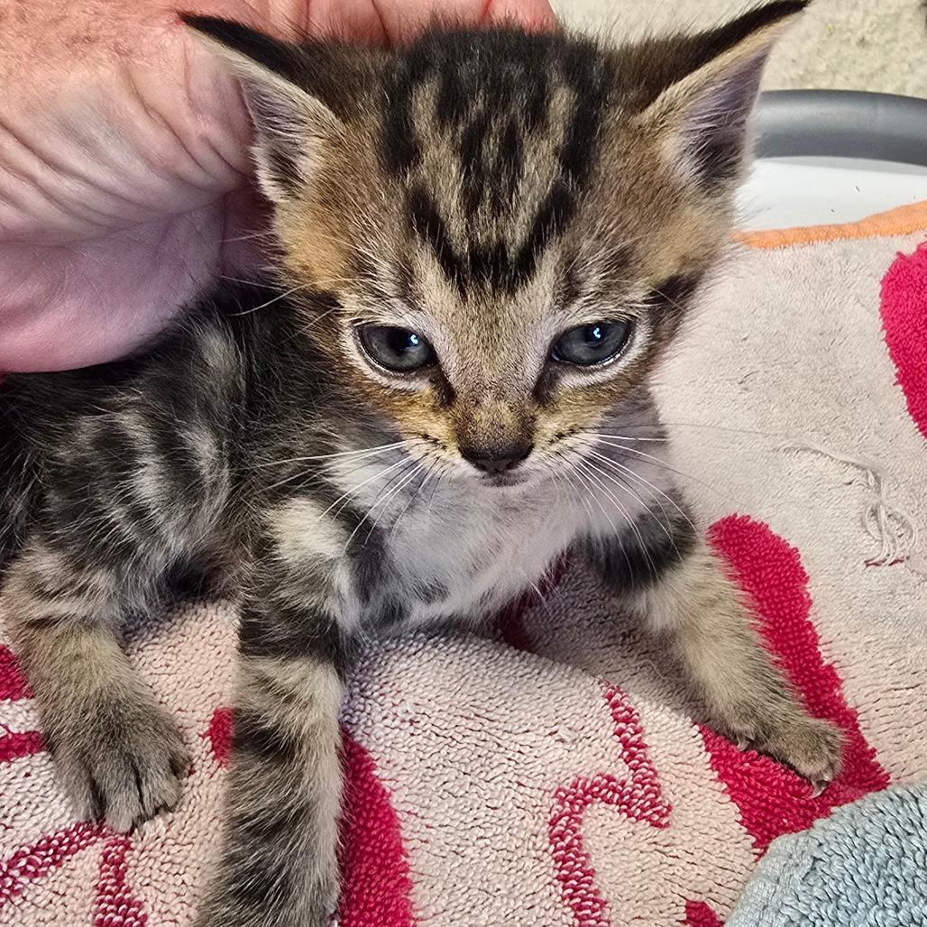 Leo, Adoptable, Kitten Male Domestic Short Hair & Domestic Short Hair.
