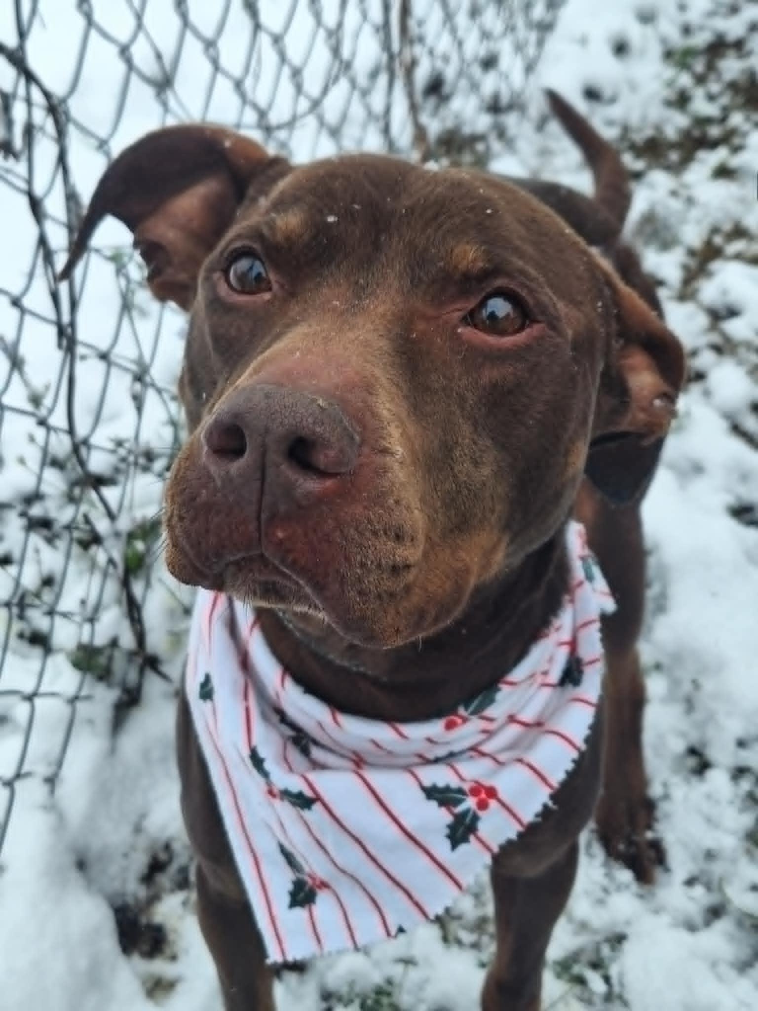 Bucky, a Adoptable Labrador Retriever in Anderson, IN image 5/5