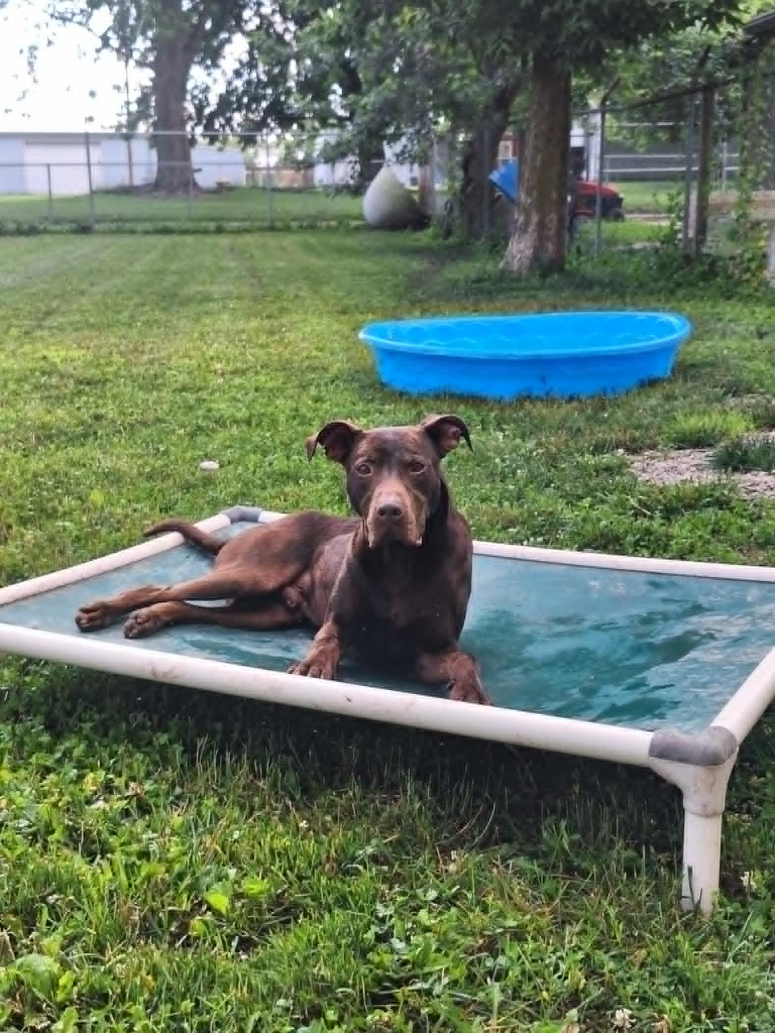 Bucky, a Adoptable Labrador Retriever in Anderson, IN image 3/5