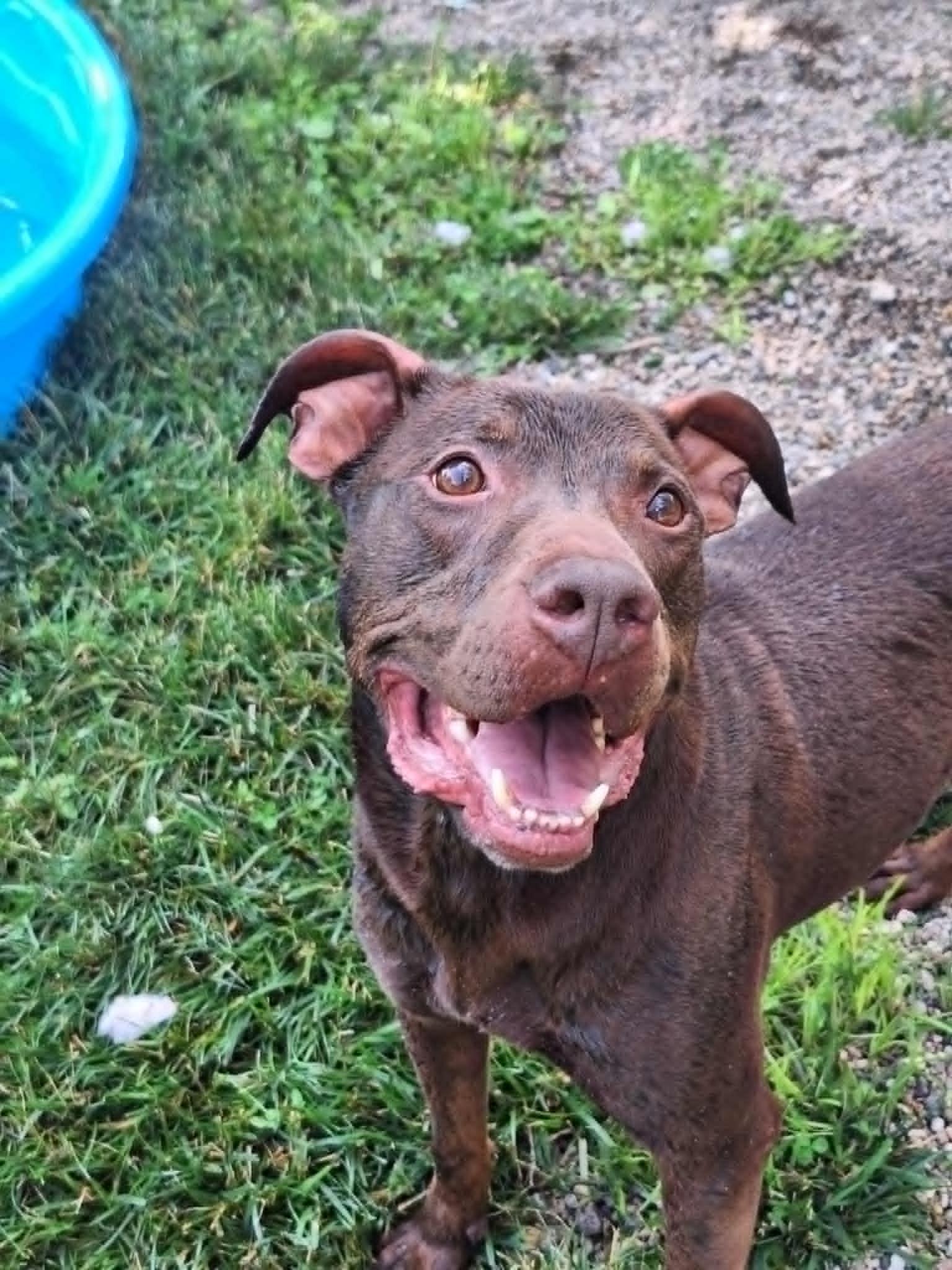 Bucky, an adoptable Labrador Retriever in Anderson, IN, 46015 | Photo Image 1