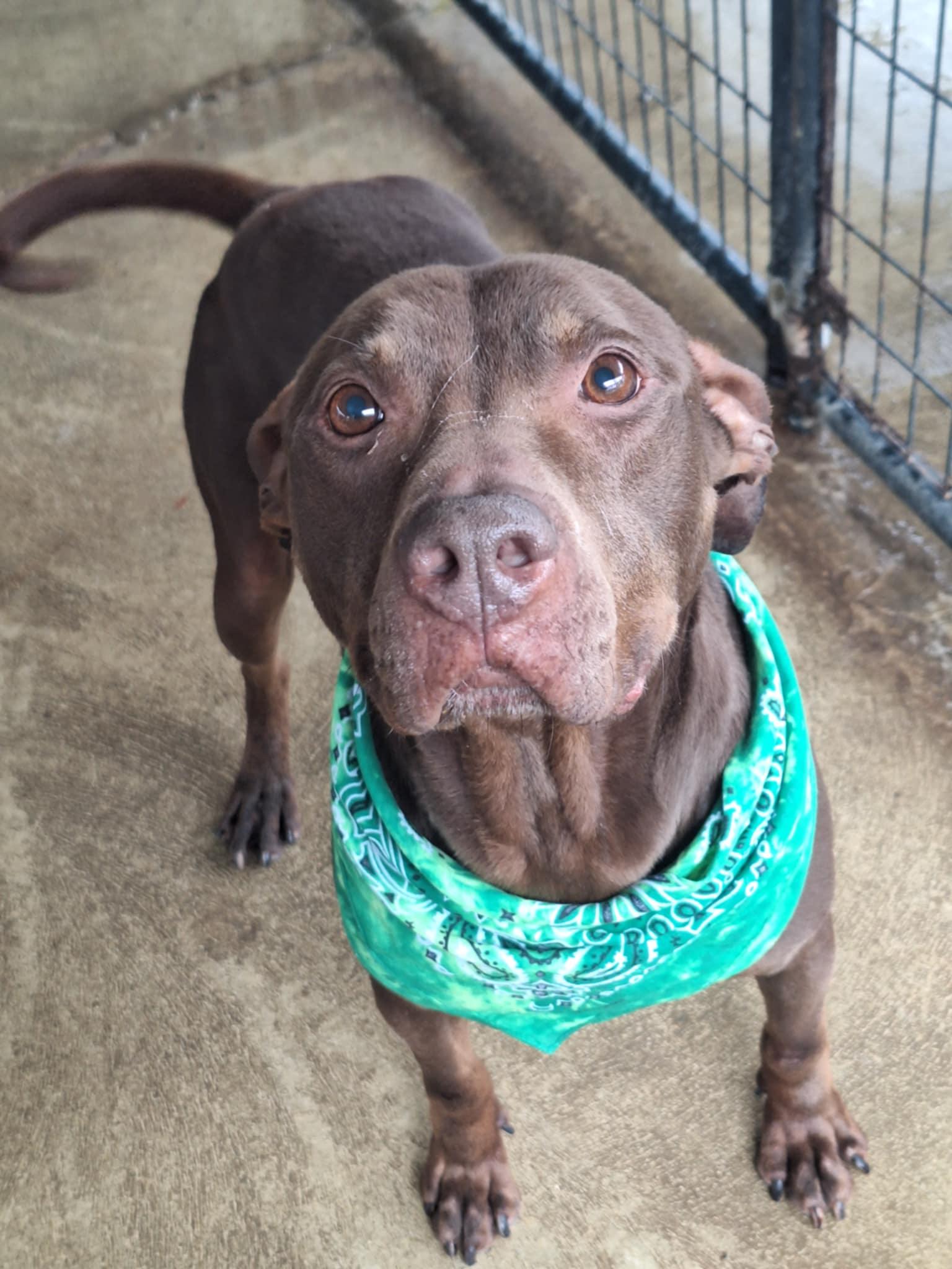 Bucky, a Adoptable Labrador Retriever in Anderson, IN image 4/5