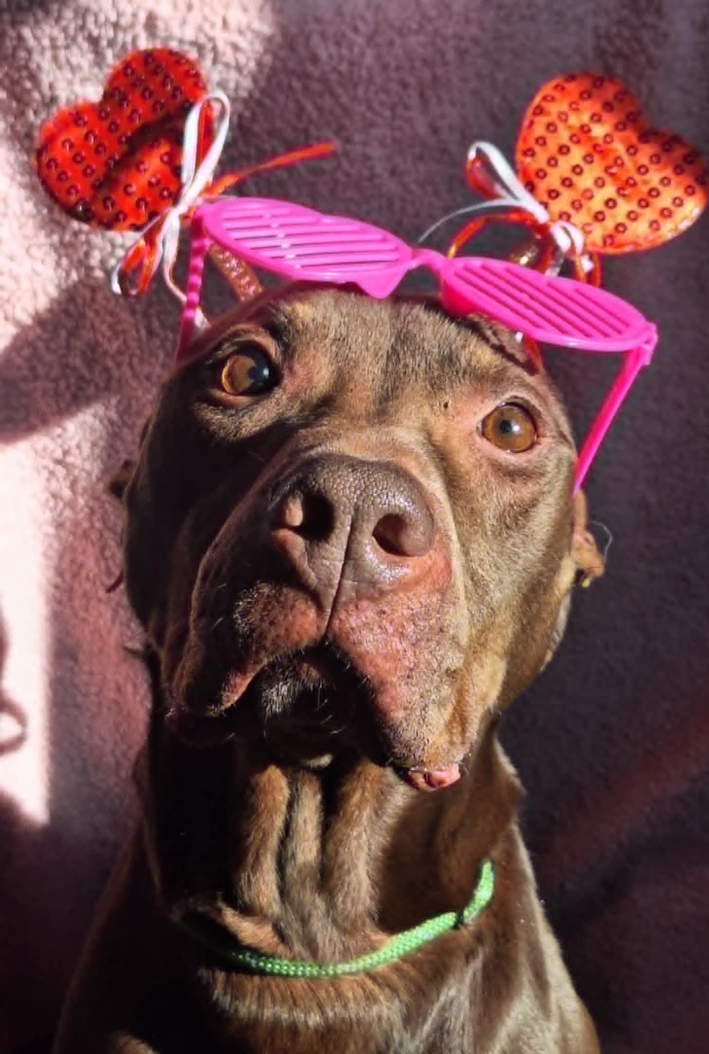 Bucky, a Adoptable Labrador Retriever in Anderson, IN image 1/5