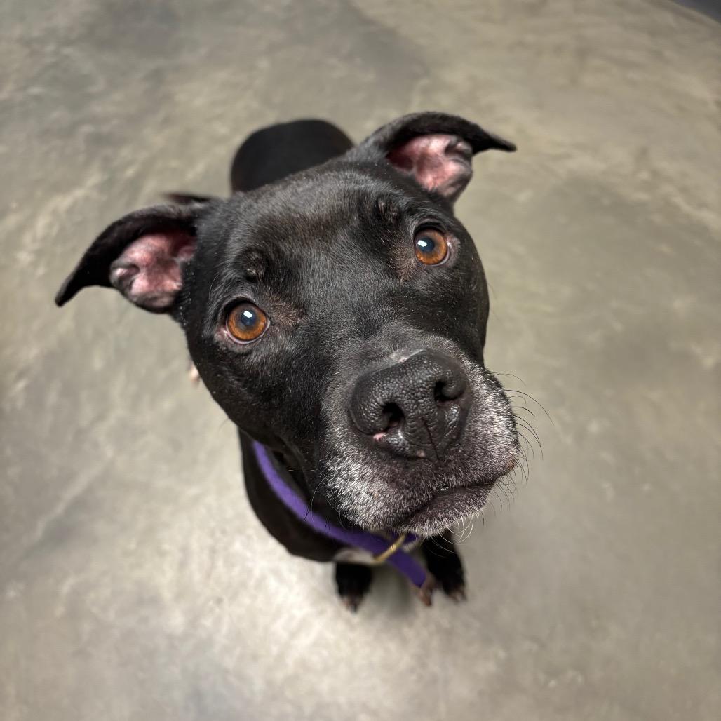 Enlarge Periwinkle, a Adoptable Mixed Breed in DeKalb, IL image 1/5