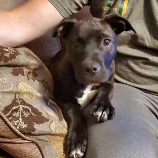 Enlarge Periwinkle, a Adoptable Mixed Breed in DeKalb, IL image 2/5