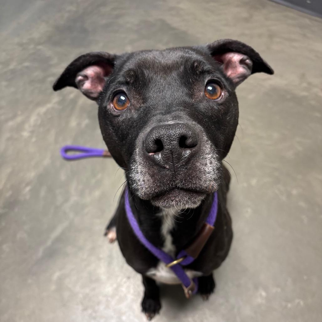Enlarge Periwinkle, a Adoptable Mixed Breed in DeKalb, IL image 3/5