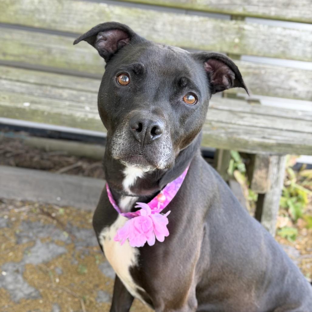 Periwinkle, a Adoptable Mixed Breed in DeKalb, IL image 4/6