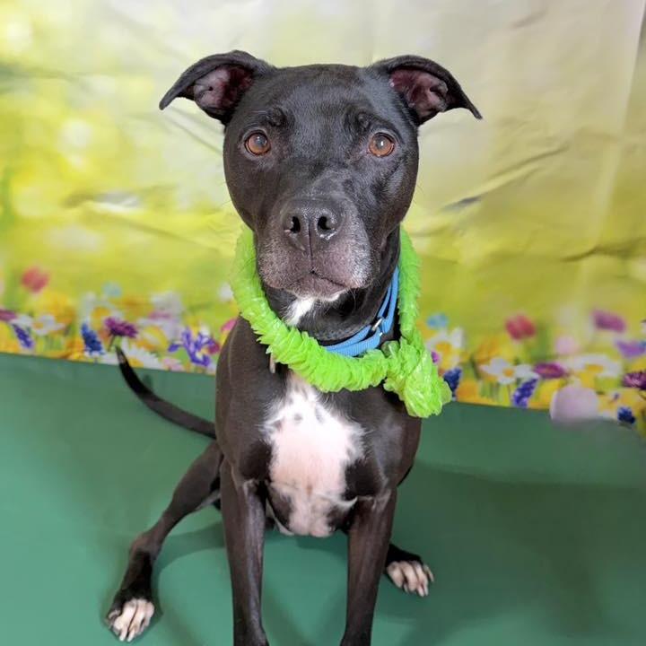 Enlarge Periwinkle, a Adoptable Mixed Breed in DeKalb, IL image 4/5