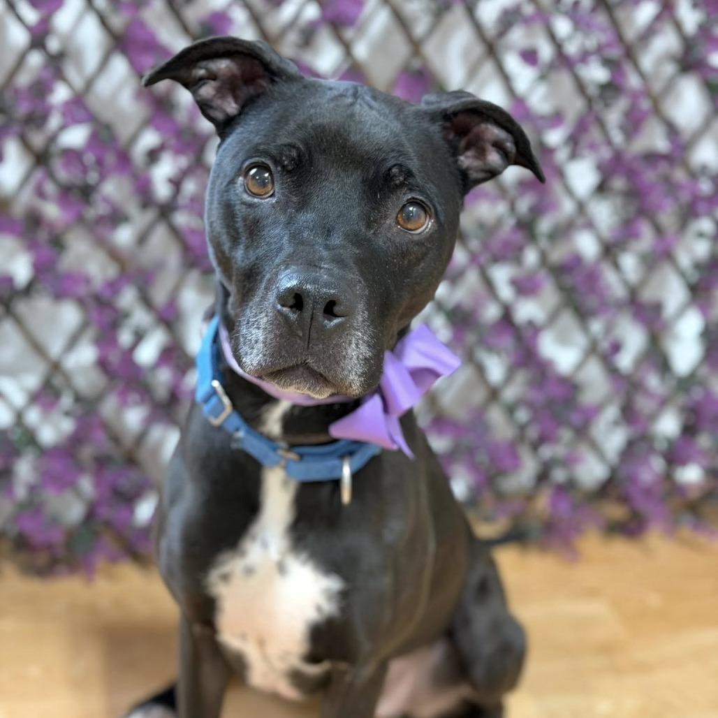 Enlarge Periwinkle, a Adoptable Mixed Breed in DeKalb, IL image 5/5