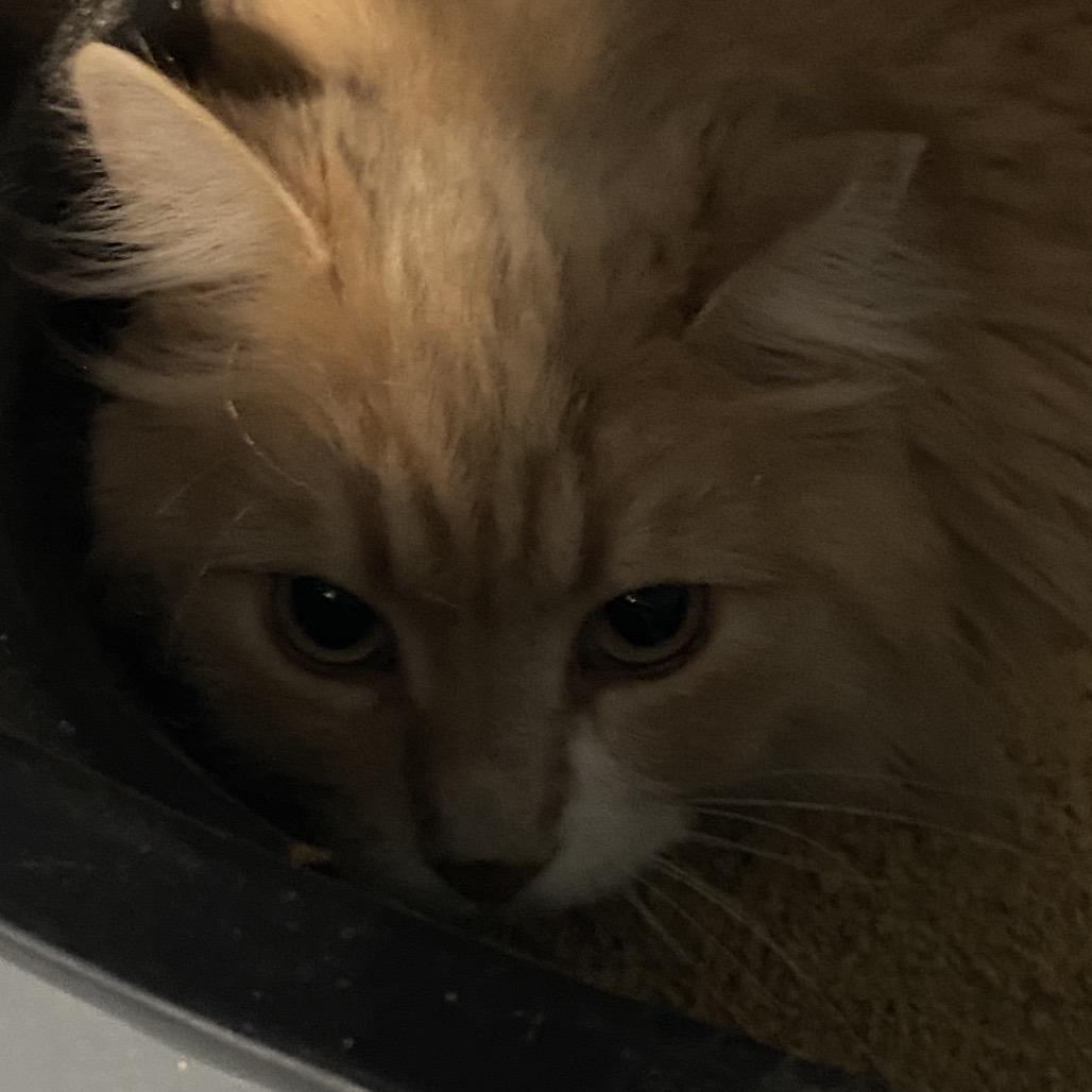 Hummus, Adoptable, Adult Male Domestic Long Hair.