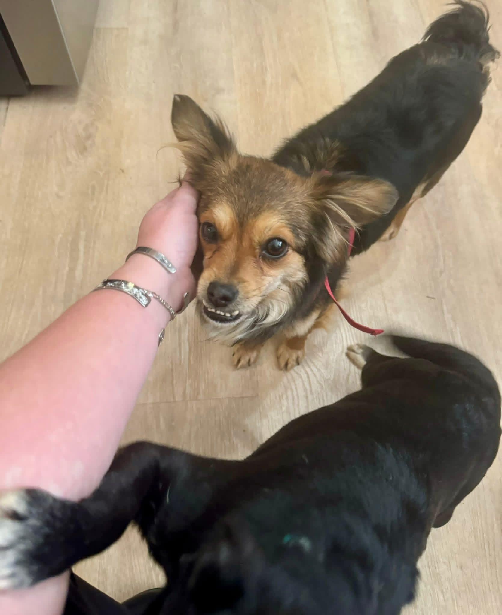 Enlarge Clementine, a ADOPTABLE mixed breed in Yorktown, VA image 2/5