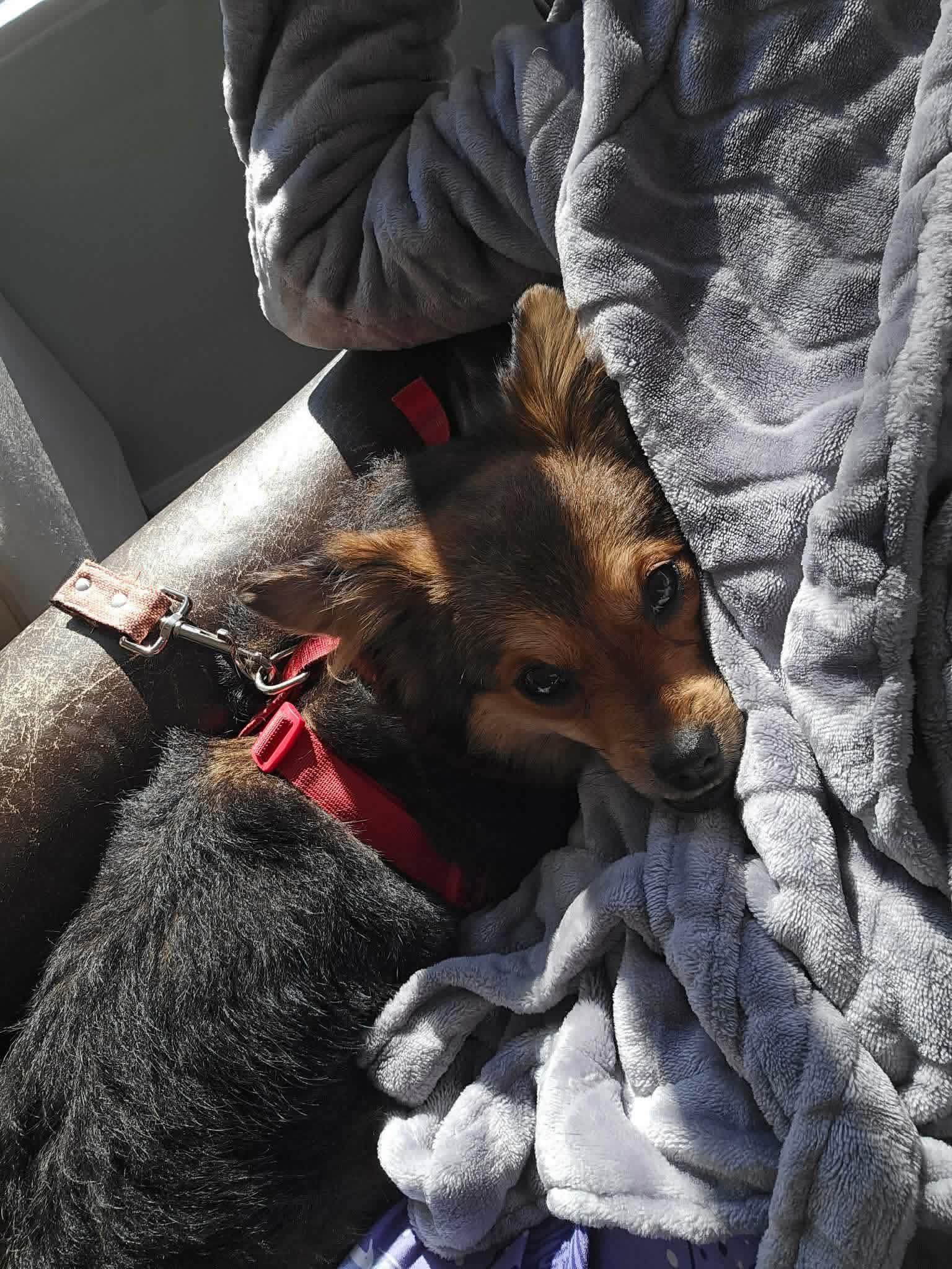 Enlarge Clementine, a ADOPTABLE mixed breed in Yorktown, VA image 4/5