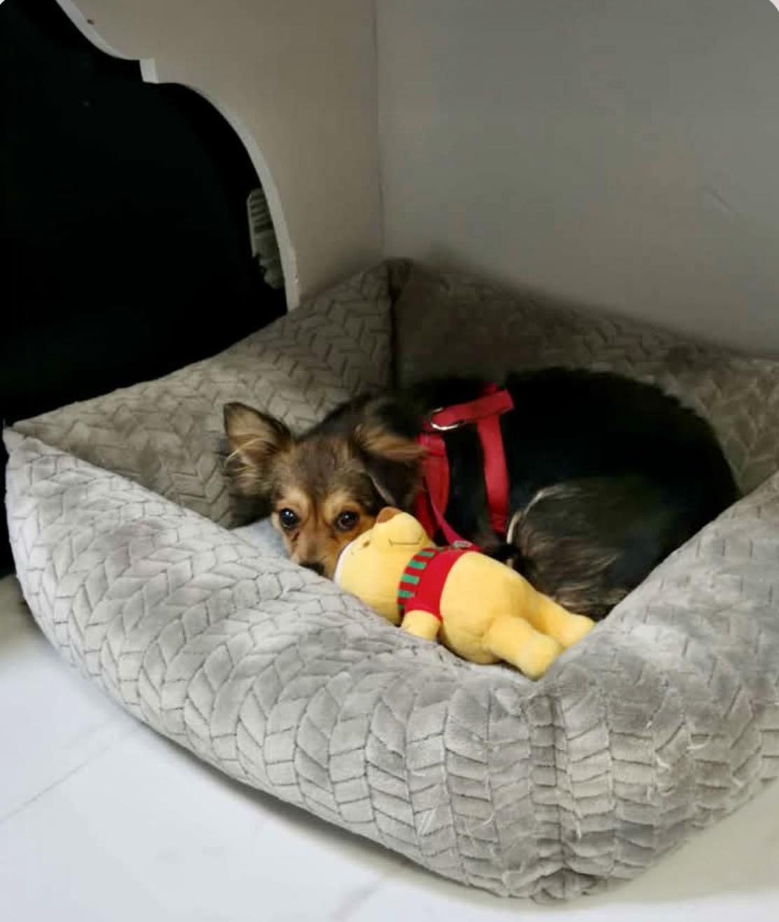 Enlarge Clementine, a ADOPTABLE mixed breed in Yorktown, VA image 5/5