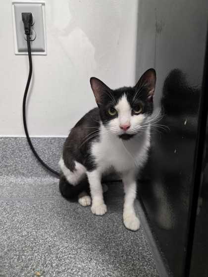 Saturn, Adoptable, Adult Female Domestic Short Hair & Domestic Short Hair.