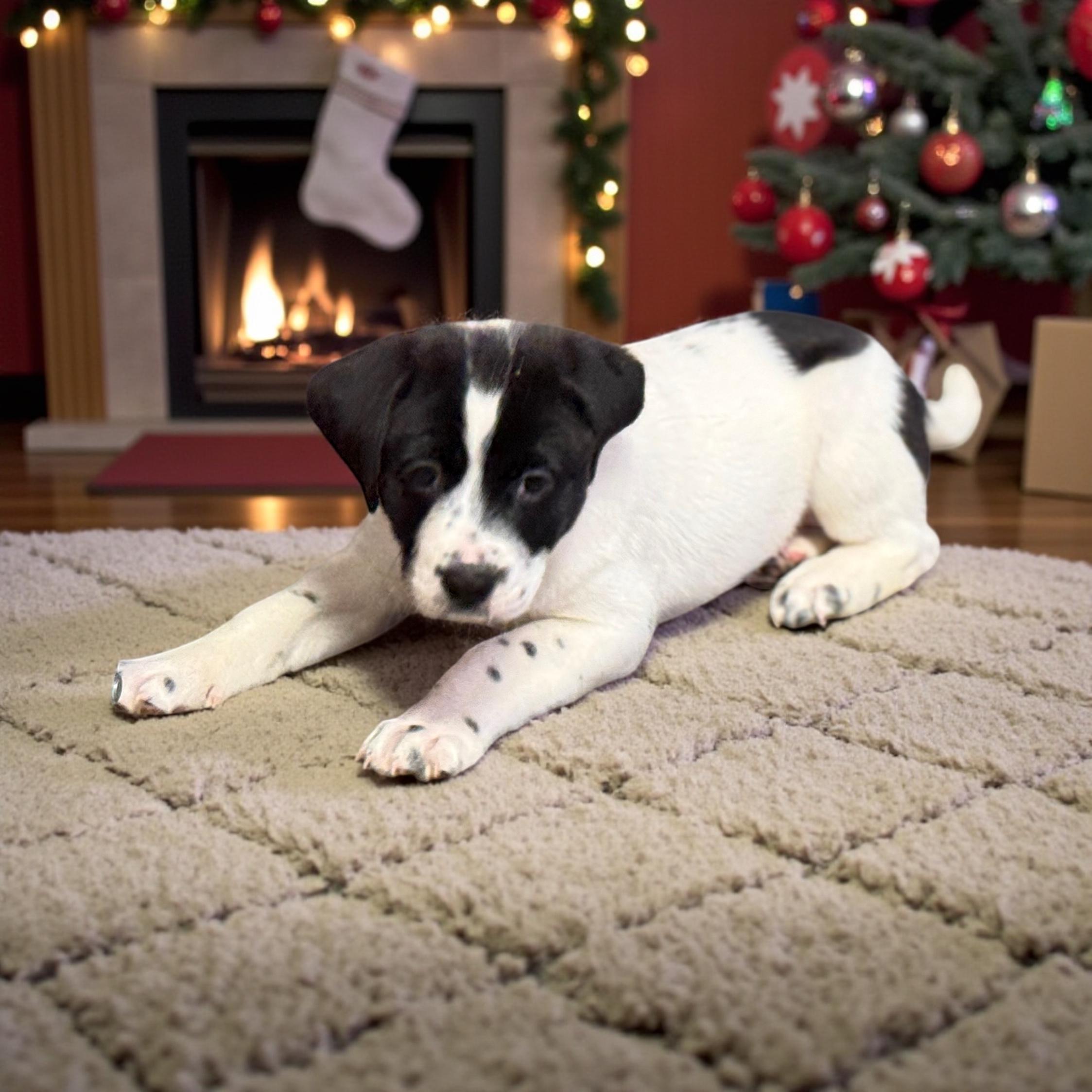 Luna, Adoptable, Puppy Female Labrador Retriever.