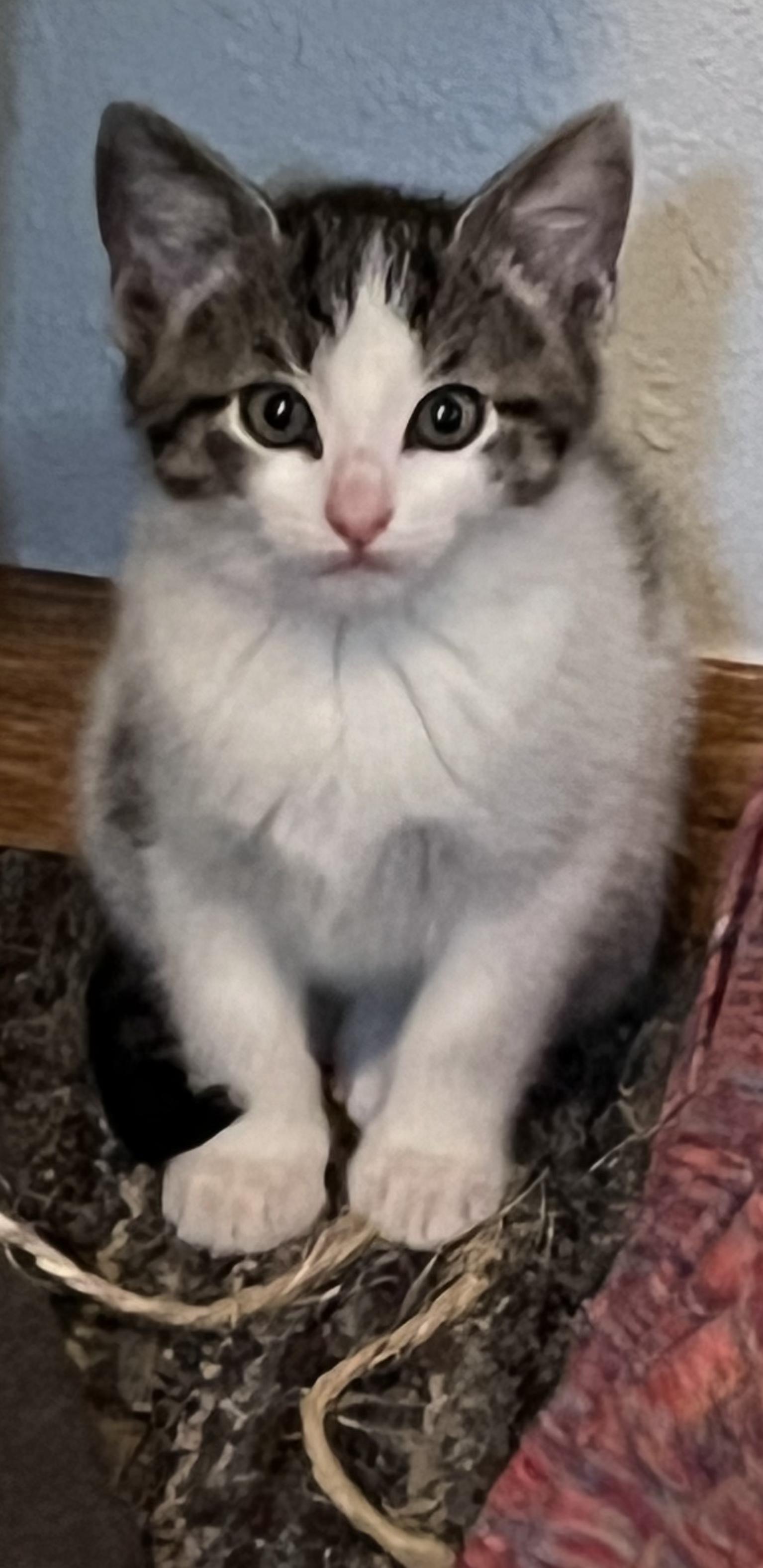 Enlarge Ren, a Adopted Domestic Short Hair in Little Falls, MN image 2/2