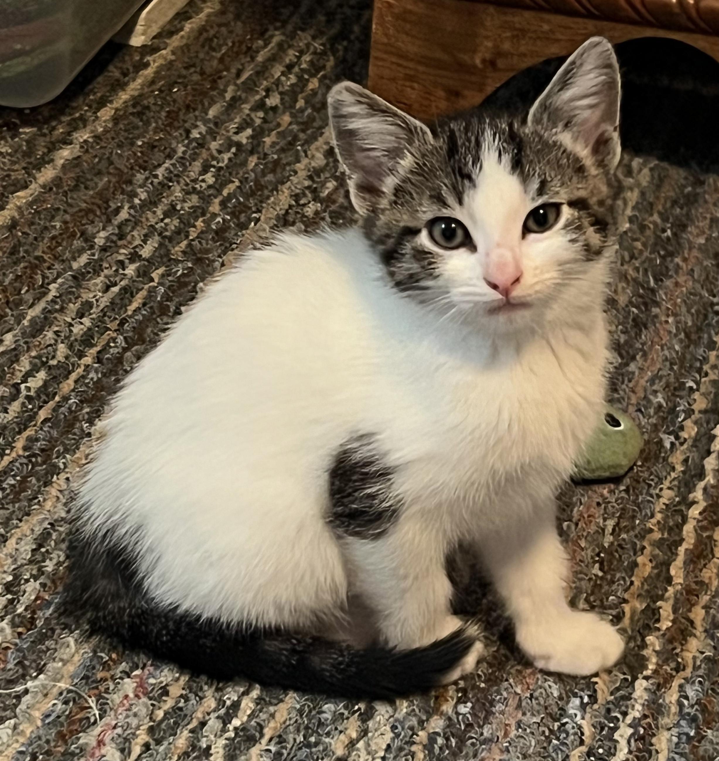 Ren, Adopted, Young Female Domestic Short Hair.