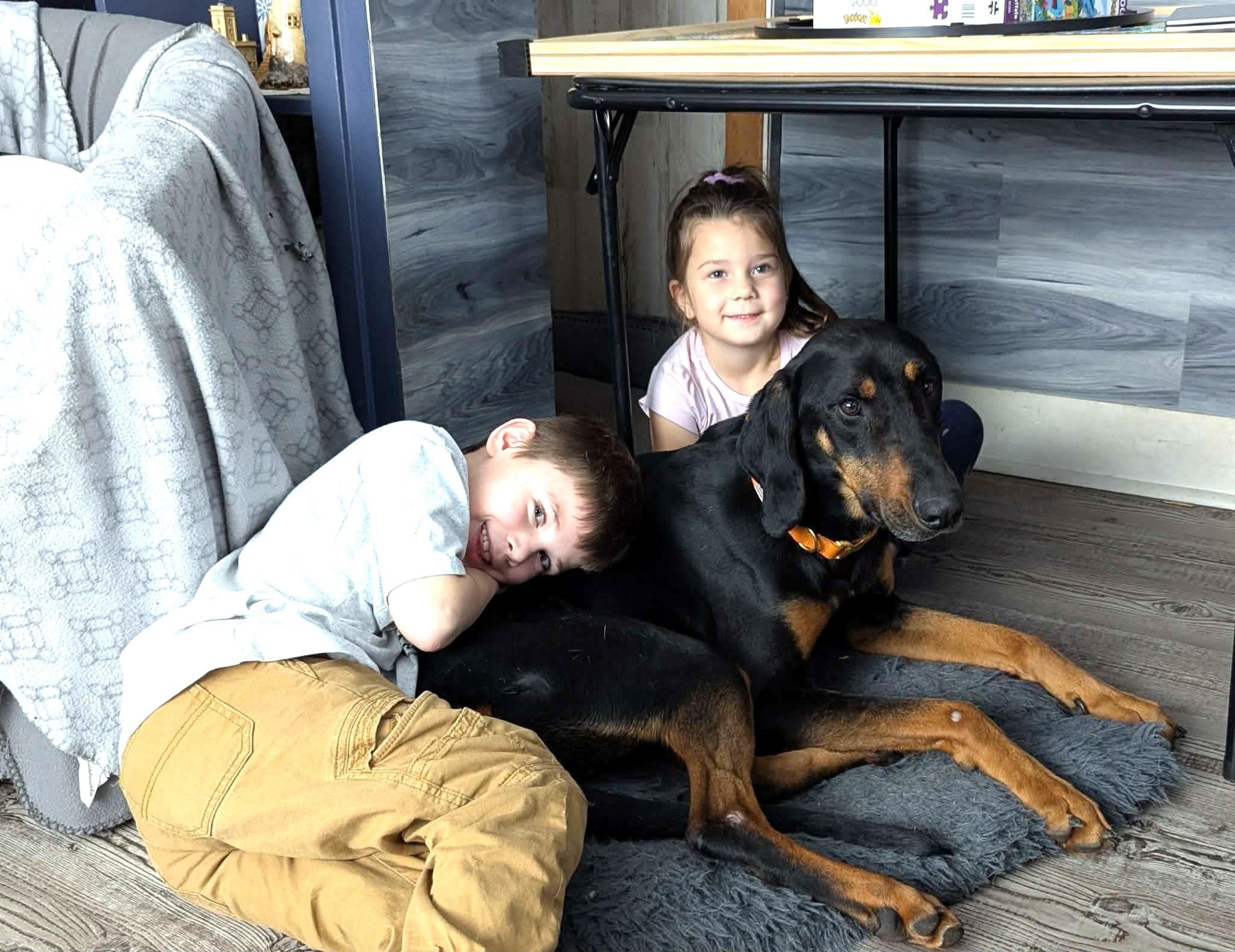 Cricket - Bestest Boy!, adopted, Young Male Black and Tan Coonhound.