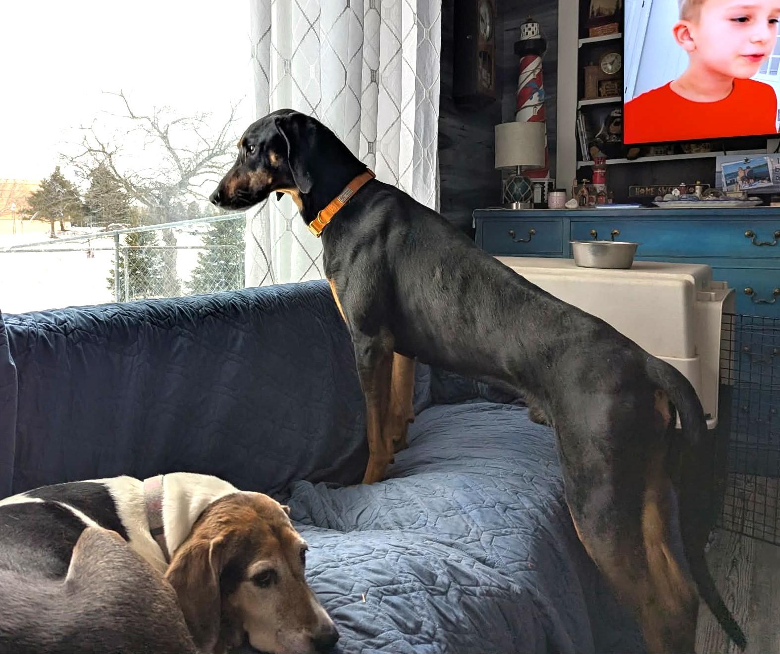 Enlarge Cricket - Bestest Boy!, an adopted Black and Tan Coonhound in North Bay, ON image 5/6