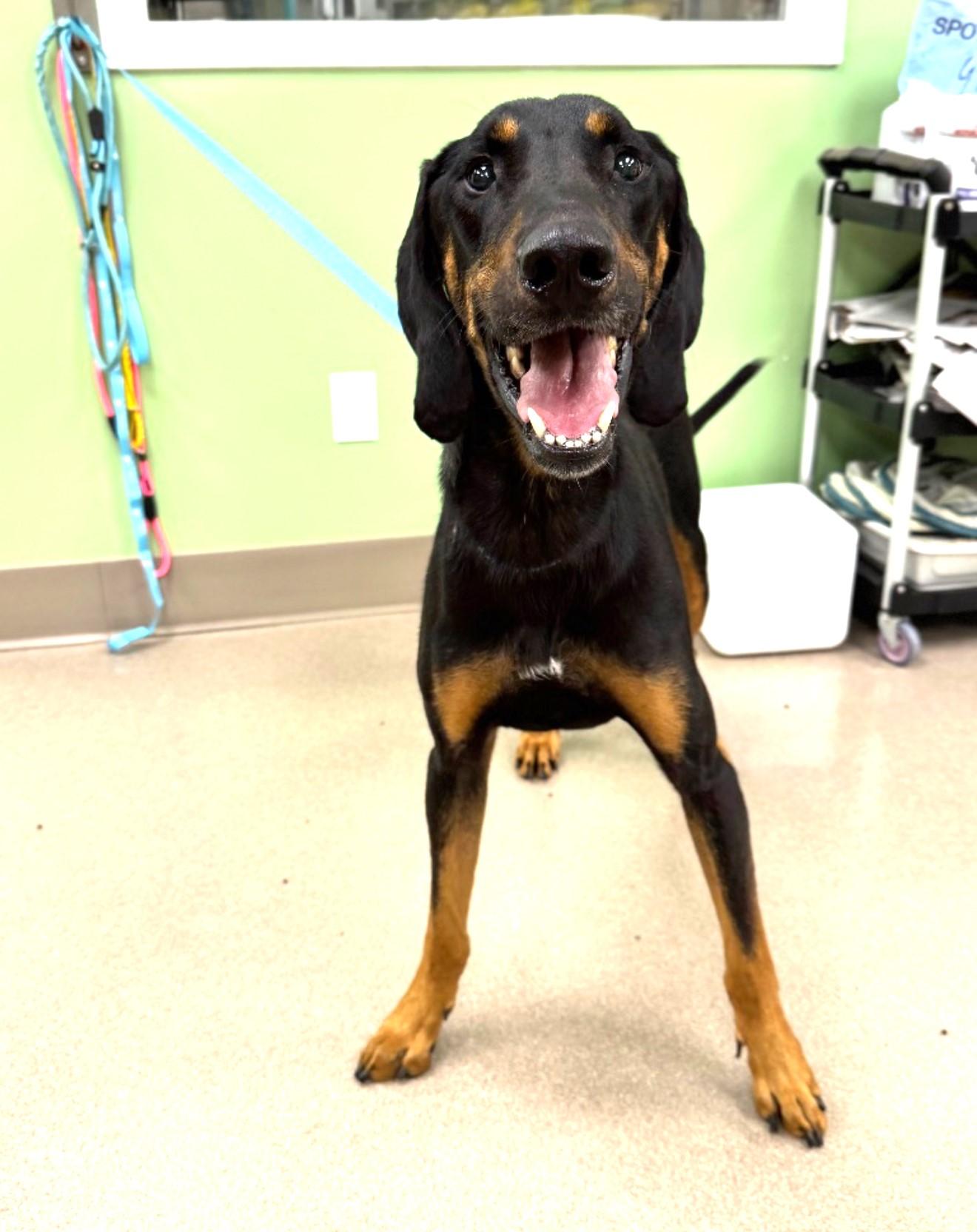 Cricket, ADOPTABLE, Adult Male Black and Tan Coonhound.