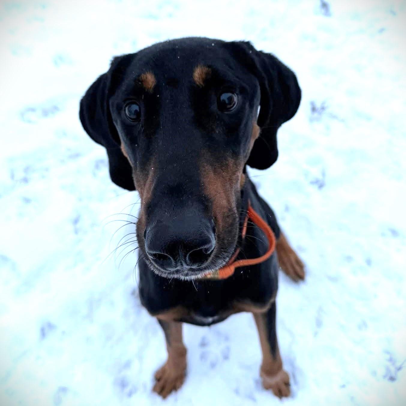 Enlarge Cricket - Bestest Boy!, an adopted Black and Tan Coonhound in North Bay, ON image 2/6