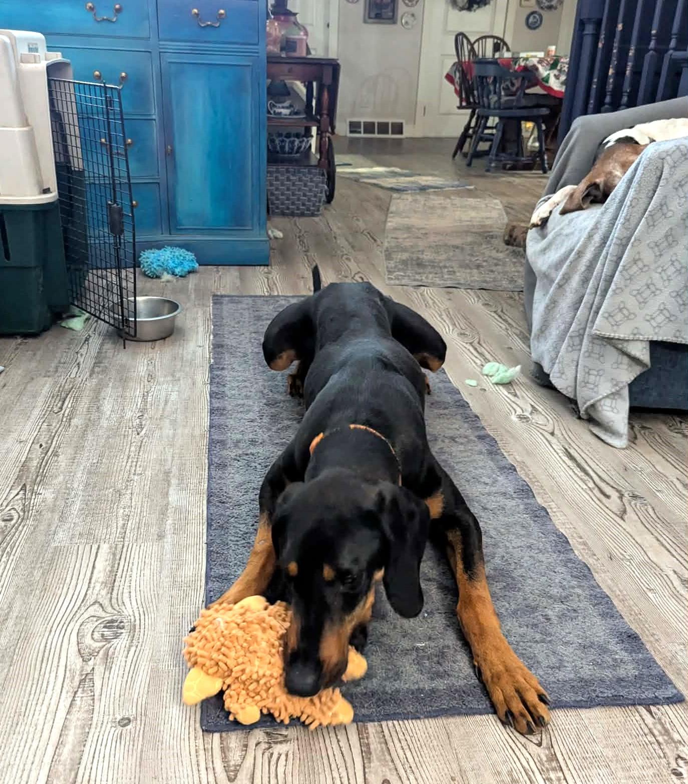 Enlarge Cricket - Bestest Boy!, an adopted Black and Tan Coonhound in North Bay, ON image 3/6