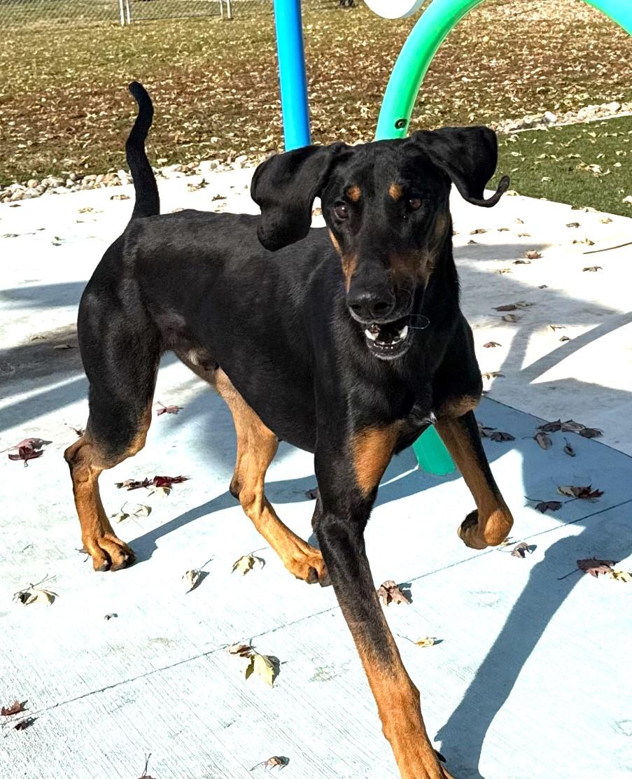 Cricket, a ADOPTABLE Black and Tan Coonhound in North Bay, ON image 2/6