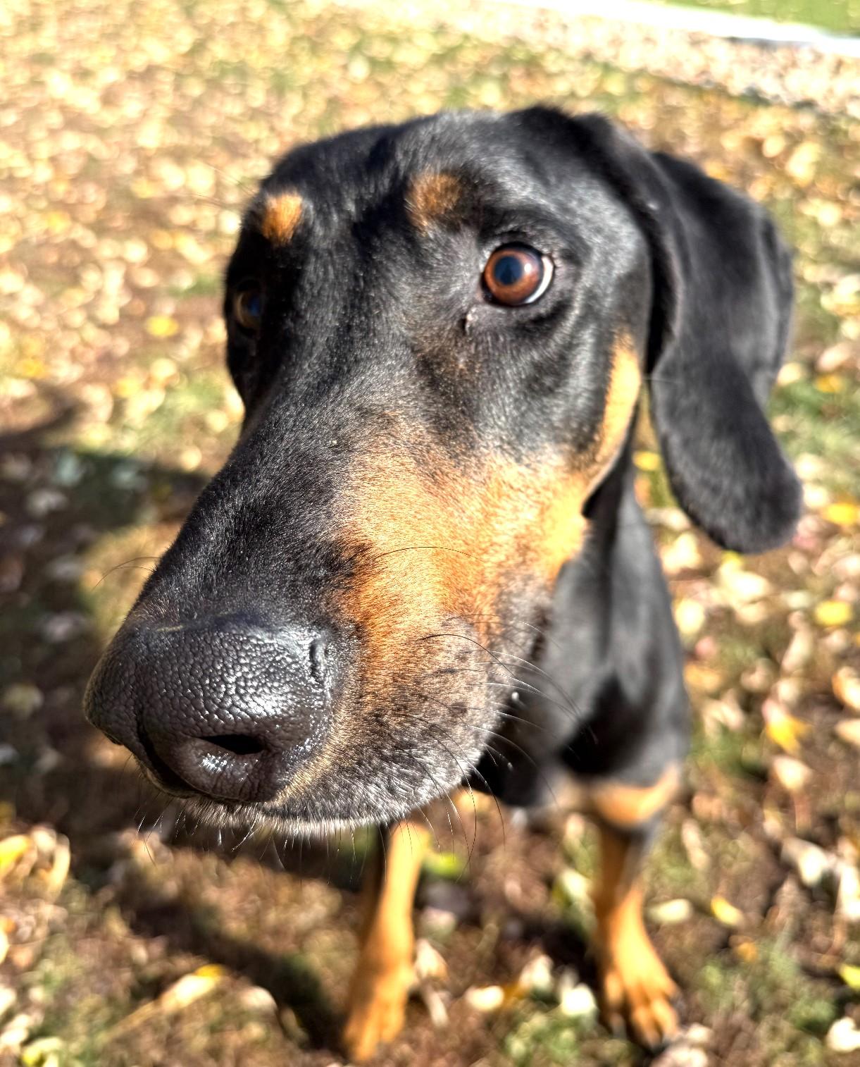 Cricket, a ADOPTABLE Black and Tan Coonhound in North Bay, ON image 3/6