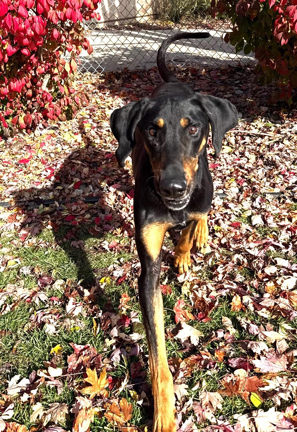 Cricket, a ADOPTABLE Black and Tan Coonhound in North Bay, ON image 4/6