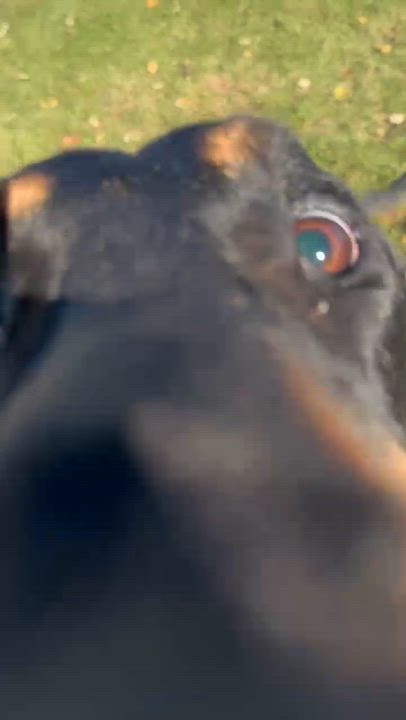 Enlarge Cricket, a ADOPTABLE Black and Tan Coonhound in North Bay, ON video 5/6