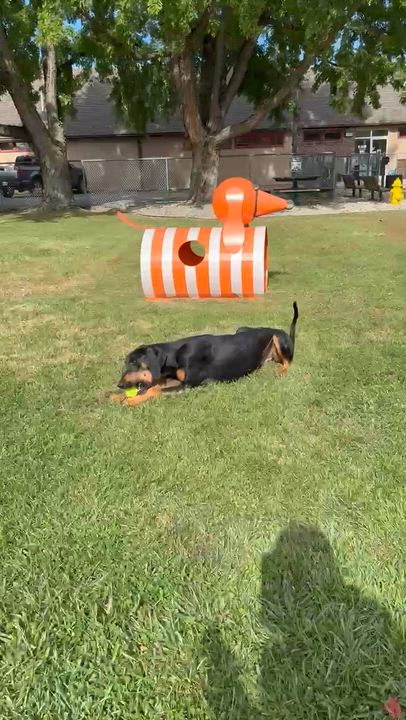 Enlarge Cricket, a ADOPTABLE Black and Tan Coonhound in North Bay, ON video 6/6