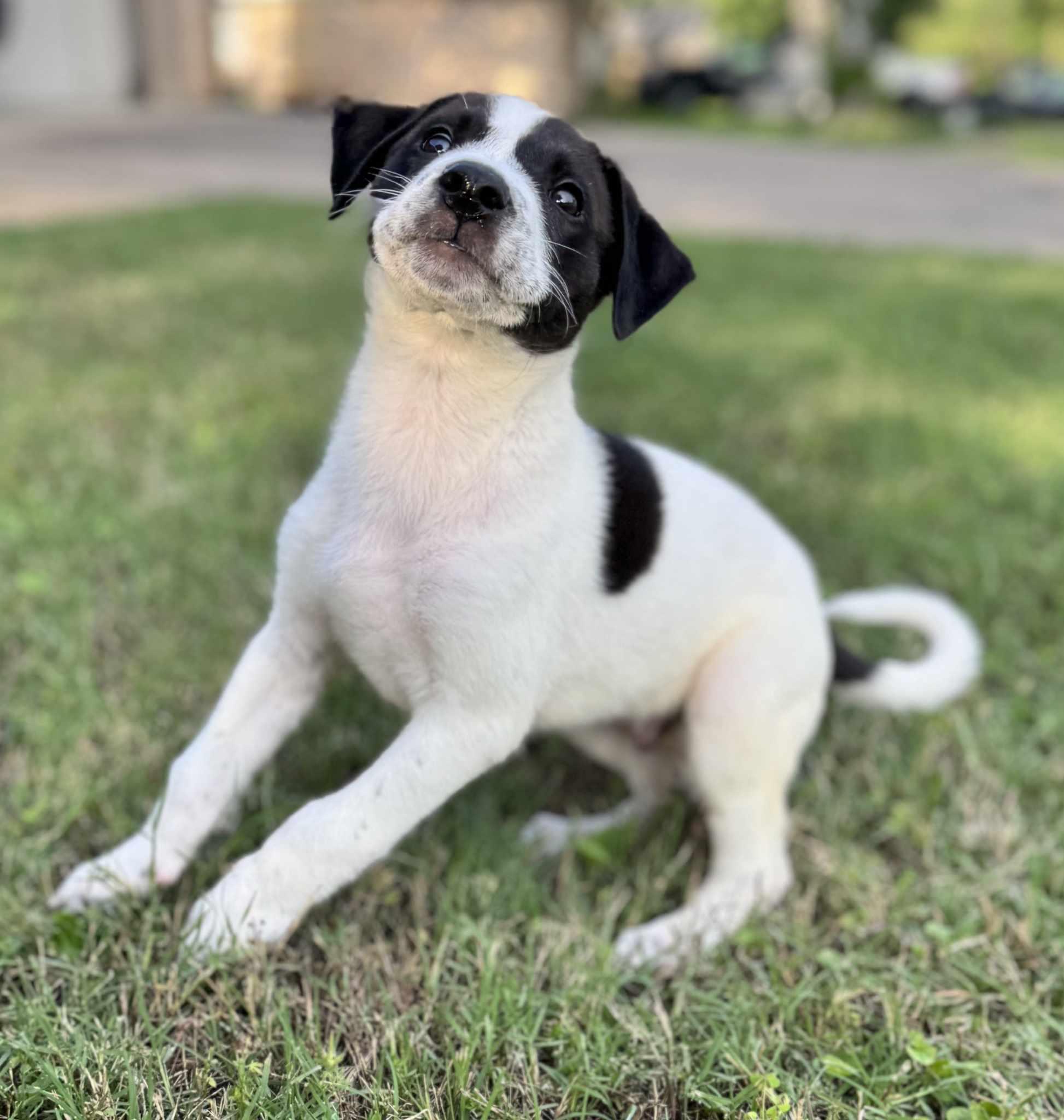 Messmer, a Adoptable mixed breed in Longview, TX image 1/3