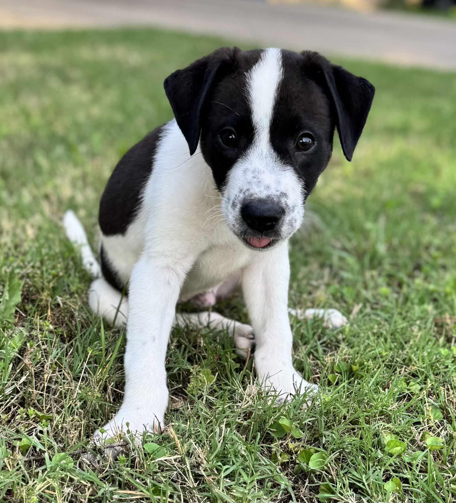 Messmer, a Adoptable mixed breed in Longview, TX image 2/3