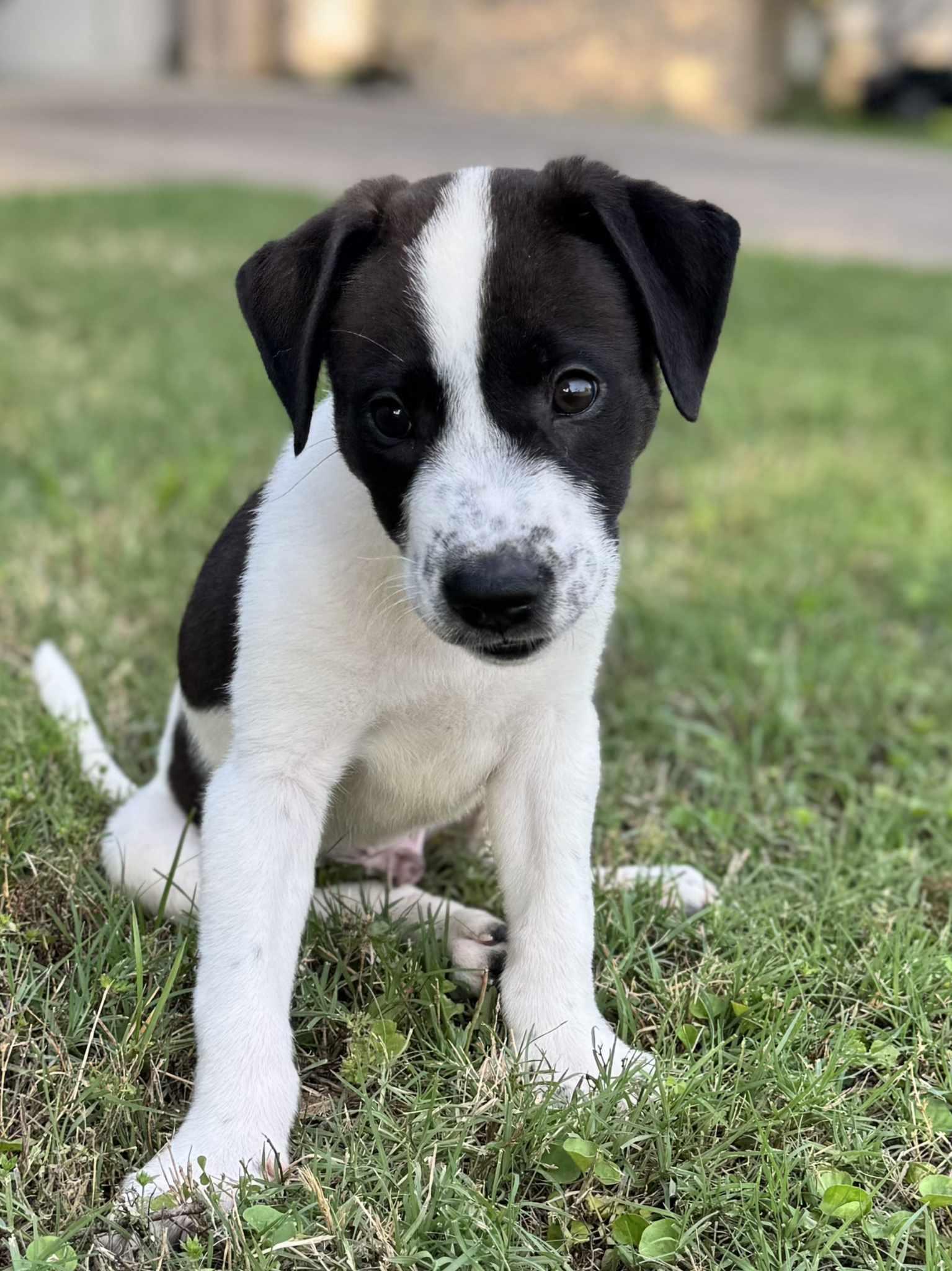 Messmer, a Adoptable mixed breed in Longview, TX image 3/3