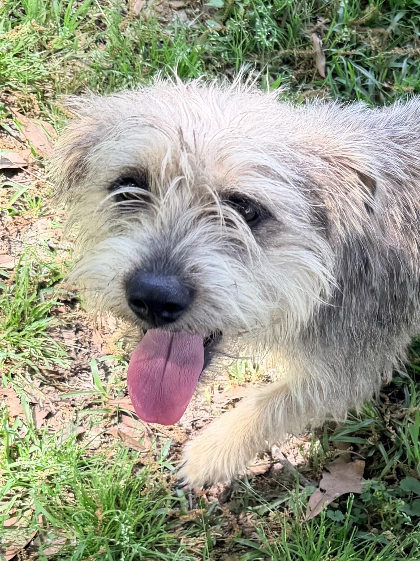 NayNay, ADOPTABLE, Adult Female Terrier & Schnauzer.