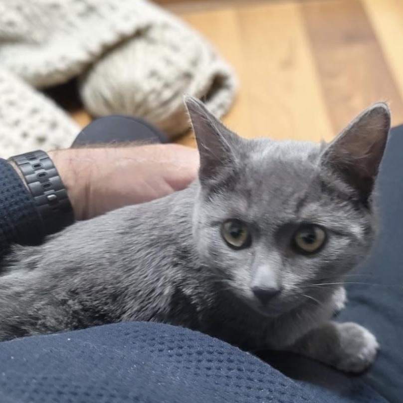 Ruski INDOOR ONLY , adopted, Kitten Female Russian Blue & Domestic Short Hair.