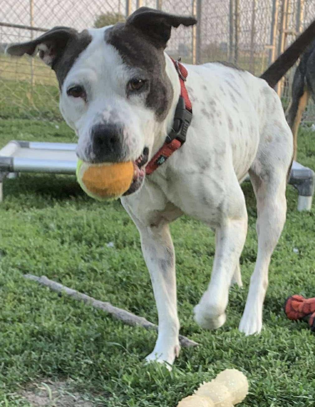 Helena, a Adoptable American Bully in Independence, IA image 1/5