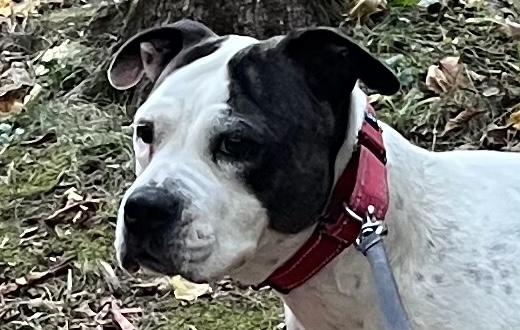 Helena, a Adoptable American Bully in Independence, IA image 2/5