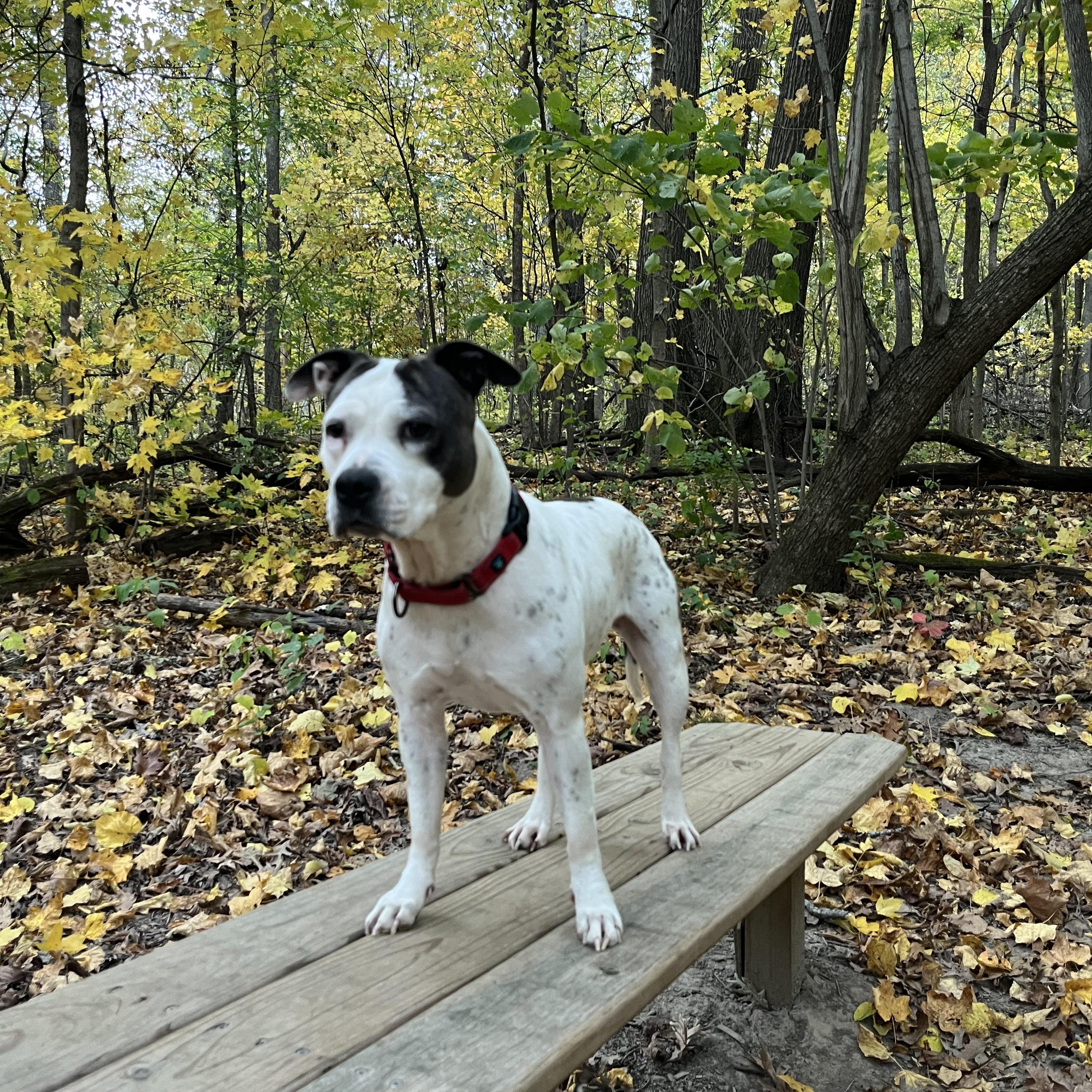 Helena, a Adoptable American Bully in Independence, IA image 3/5