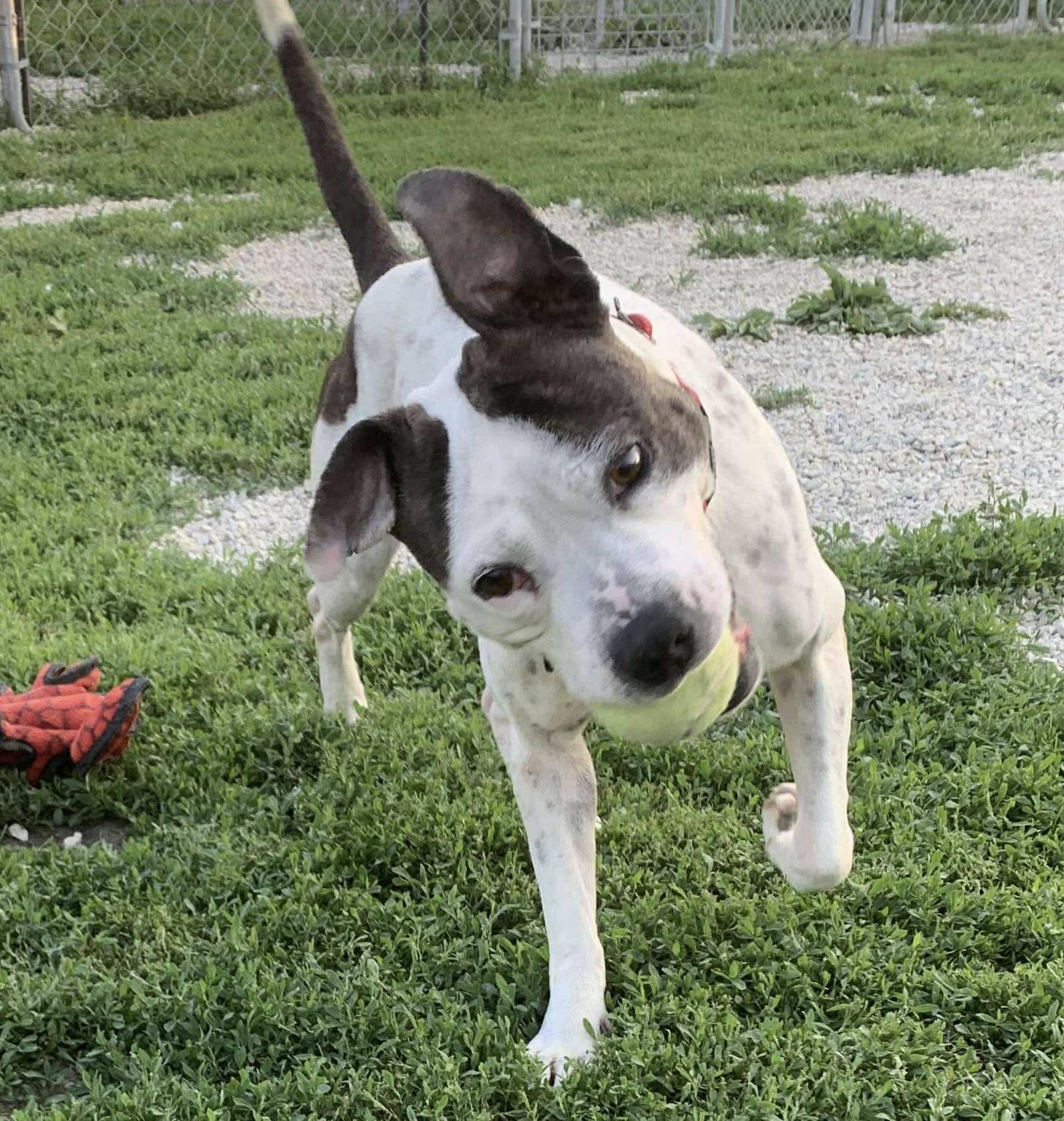 Helena, a Adoptable American Bully in Independence, IA image 4/5